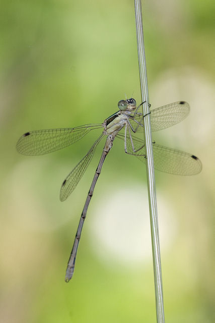 damigella? da identificare - Lestes barbarus (maschio)